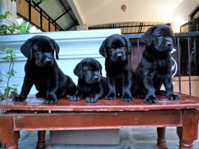 Labrador 7 weeks - Pure English Breed - Dogs on Aster Vender