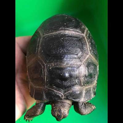 Aldabra Tortoises  - Other Pets on Aster Vender