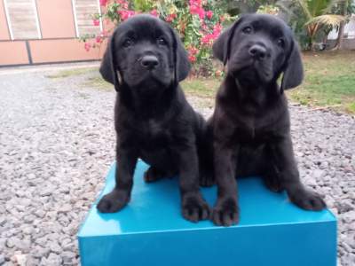 Labrador 8 weeks - Pure English Breed - Dogs on Aster Vender