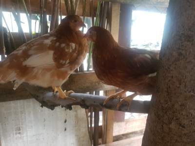 Laying Hens - Birds on Aster Vender