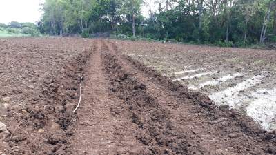 AGRICULTURAL LAND - Land on Aster Vender