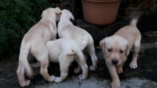 Puppies  Labrador  - Dogs on Aster Vender