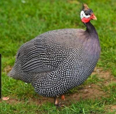 Guinea Fowl - Birds on Aster Vender