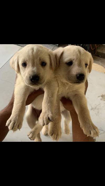 White Labradors Puppies for sale - Dogs on Aster Vender