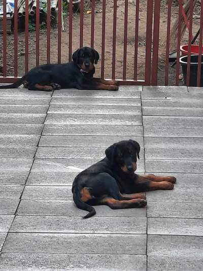 A vendre chiots - Dogs