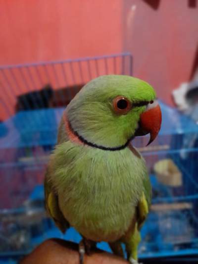 Green ringneck - Birds on Aster Vender