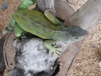 Pair of green iguana  - Reptiles & Amphibians on Aster Vender