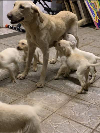 Puppies looking for Family - Dogs on Aster Vender