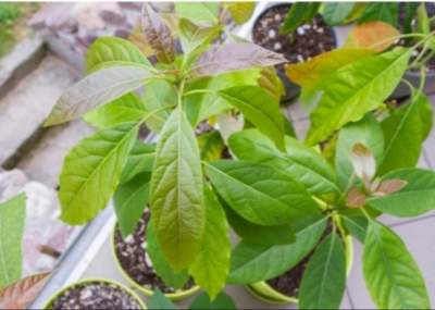 Avocado plants fruits - Plants and Trees on Aster Vender