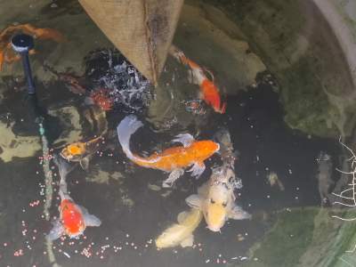 koi fish ranging from 30 cm to 50 cm -  Aquarium fish on Aster Vender