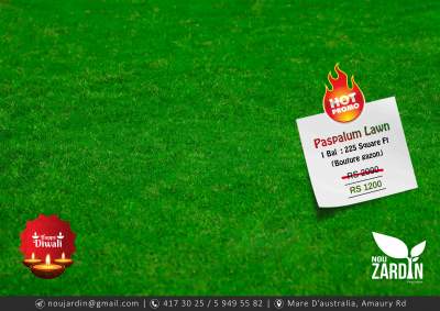 Diwali Paspalum Lawn Promo sale - Plants and Trees on Aster Vender