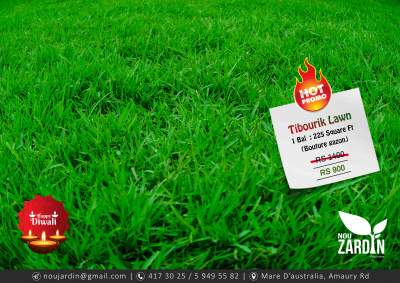 Diwali Promo - Tibourik Lawn - Plants and Trees on Aster Vender