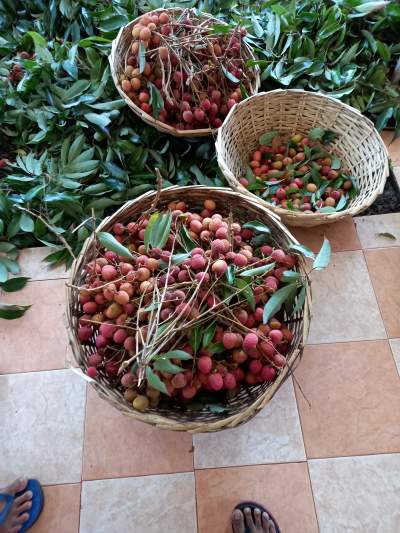 Letchis  - Fruits on Aster Vender