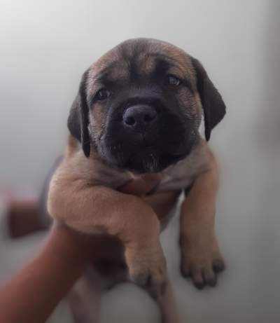 Cane corso puppies with good bloodline  - Dogs on Aster Vender