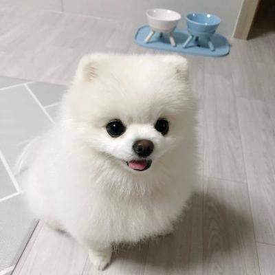 Playful Teacup white Pomeranian puppies for sale - Dogs on Aster Vender