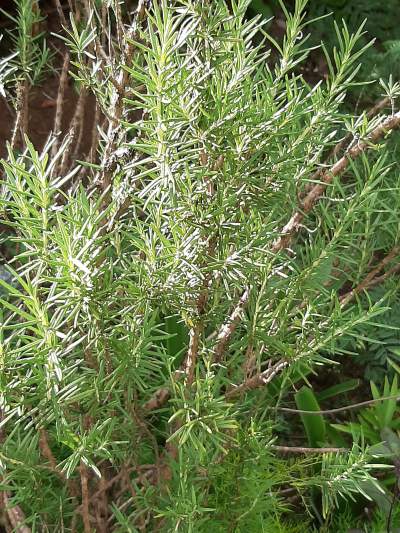 Romarin  - Plants and Trees on Aster Vender