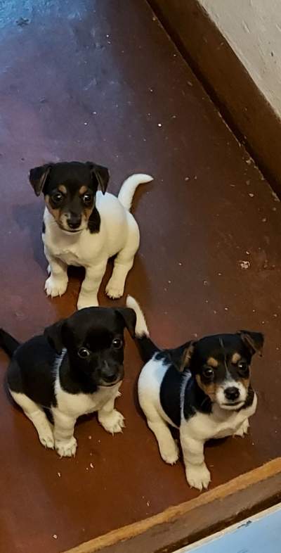 Chiot Fox Terrier A Vendre - Dogs on Aster Vender