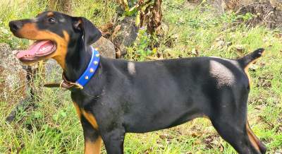 Doberman puppy requires new home - Dogs on Aster Vender