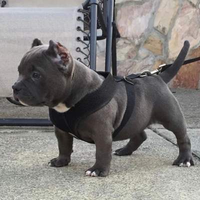 Lovely Pitbull Puppies - Dogs on Aster Vender