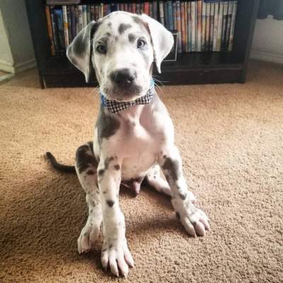 10 Weeks Old Great Dane Puppy - Dogs on Aster Vender