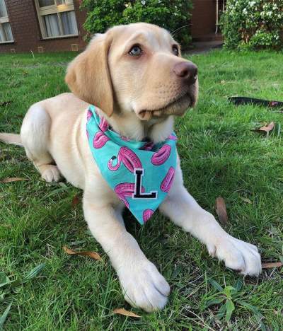 Labrador Retriever Puppies Available Now - Dogs on Aster Vender