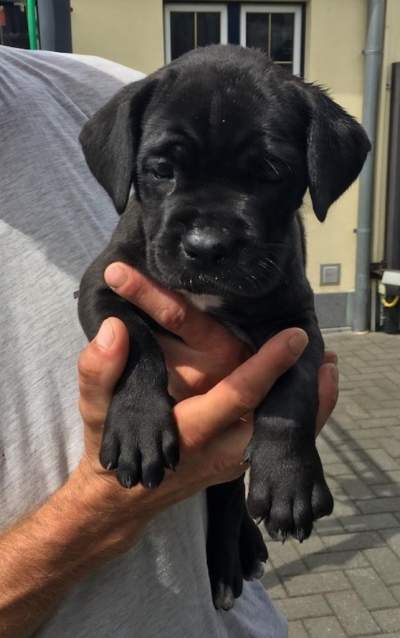 Cane Corso Puppies - Dogs on Aster Vender