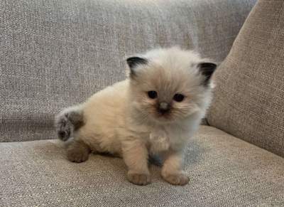 Hand Raised Male And Female Ragdoll Kittens  - Cats on Aster Vender