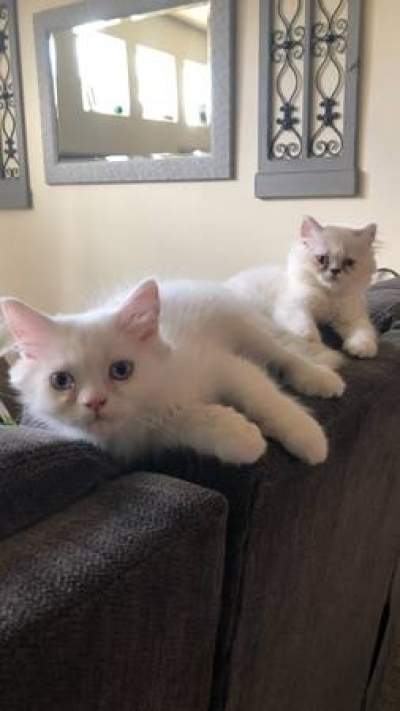 Two Male Persian Kittens - Cats on Aster Vender