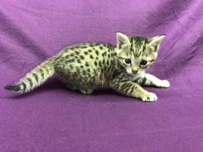 F1 Savannah Kittens - Cats on Aster Vender