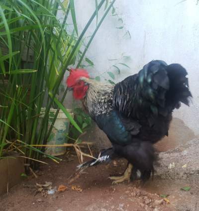 Brahma Rooster - Birds on Aster Vender