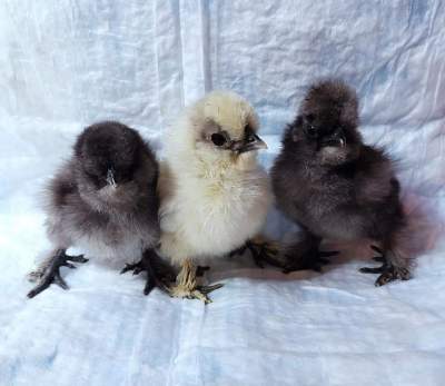 Silky Chicken - Birds on Aster Vender