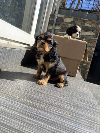 Cavalier King Charles Spaniel - Dogs on Aster Vender