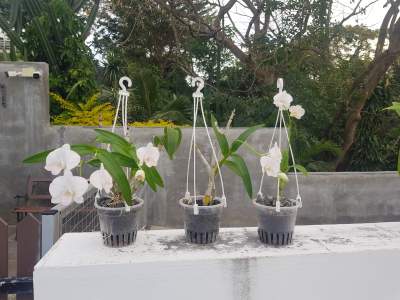 Orchids - Plants and Trees on Aster Vender