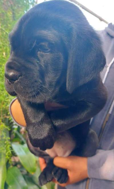 Cane corso puppy - Dogs on Aster Vender