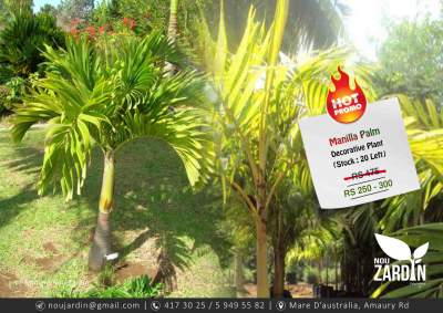 Promo sale- Manilla Palm Plant - Plants and Trees on Aster Vender