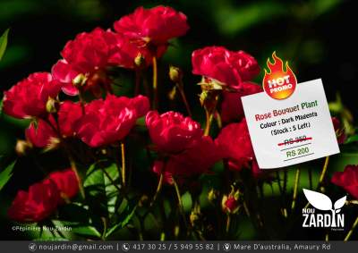 Rose Plant - Promo sale - Plants and Trees on Aster Vender