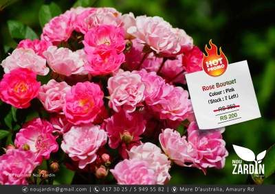 Rose Plant - Promo sale - Plants and Trees on Aster Vender