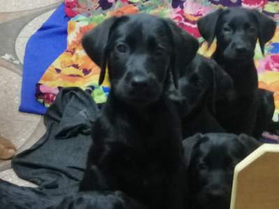 Labrador - English Labrador Retriever  - Dogs on Aster Vender