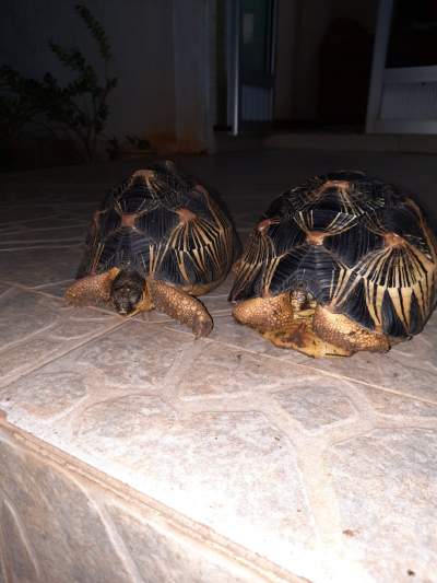 tortue radiata - Turtles on Aster Vender