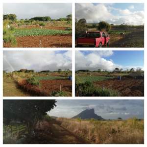 1 A 50 P Agricultural in Hollywood, Vacoas.  - Land on Aster Vender