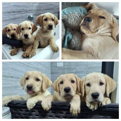 Labrador Retrievers for Sale - Dogs on Aster Vender