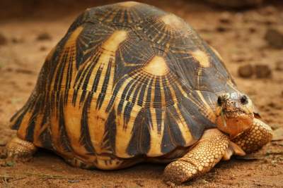 Tortue Radiata - Turtles on Aster Vender