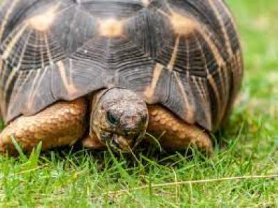 Tortue Radiata - Turtles on Aster Vender