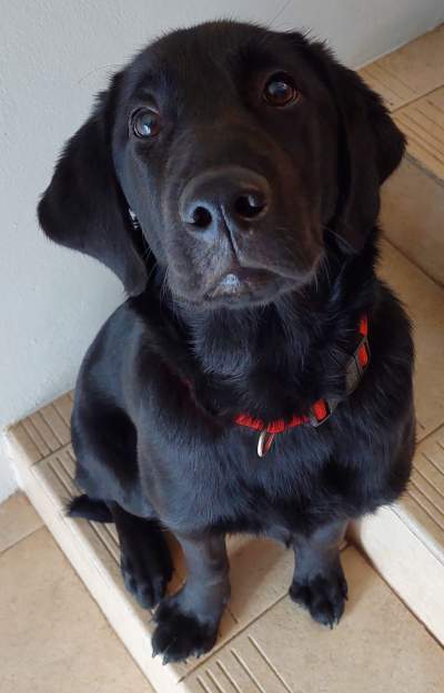 Black Labrador - Dogs on Aster Vender