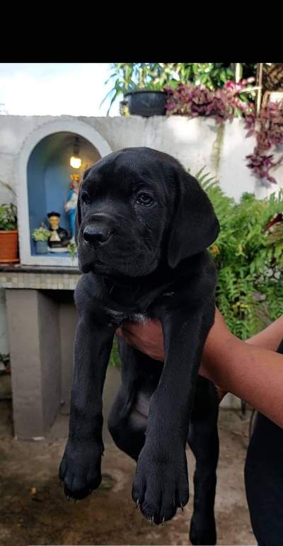 Cane corso puppy - Dogs on Aster Vender