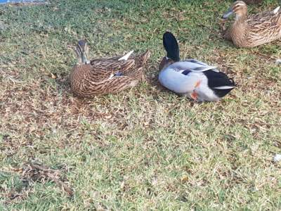 Colvert Call Duck - Birds on Aster Vender