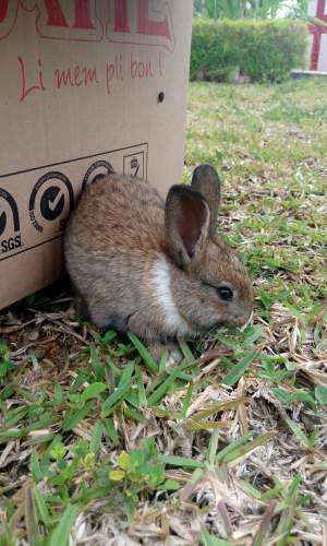 Lapin a vendre - Rabbits on Aster Vender