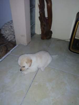 CHIOT - LABRADOR DE COULEUR BLANC - Dogs on Aster Vender