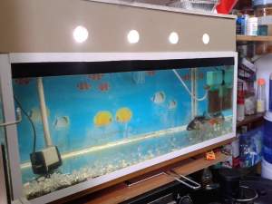 aquarium - Pets supplies & accessories on Aster Vender