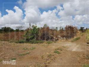 40 perches Agricultural Land in Reunion Maurel,Petit Raffray  - Land on Aster Vender